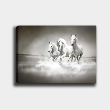 Lerretsbilde 70x100 cm - Tre hvite hester galopperer gjennom vann - Hvit / Grå - Interiør - Maleri & posters - Lerretsbilder