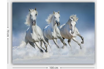 Lerretsbilde 70x100 cm - Tre hvite hester galopperer gjennom vannet - Hvit / Lys blå - Interiør - Maleri & posters - Lerretsbilder