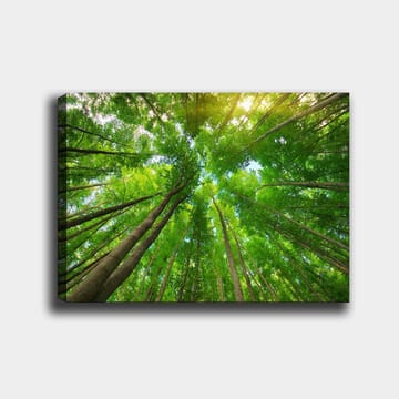 Lerretsbilde 70x100 cm - Utsikt over høye trær sett fra bakken, som strekker seg mot en klar himmel - Grønn / Brun - Interiør - Maleri & posters - Lerretsbilder