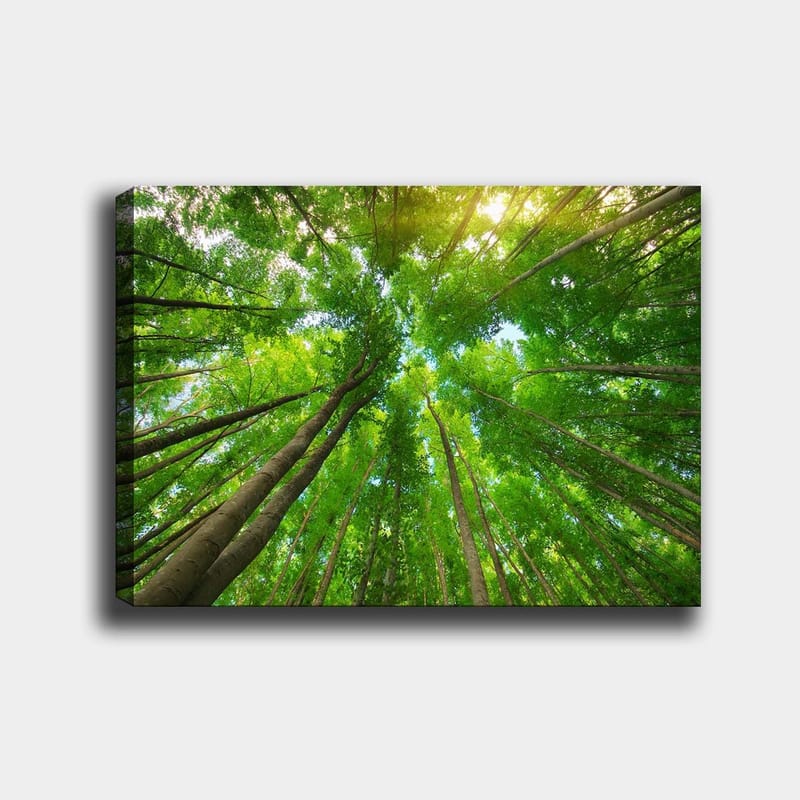 Lerretsbilde 70x100 cm - Utsikt over høye trær sett fra bakken, som strekker seg mot en klar himmel, Grønn / Brun