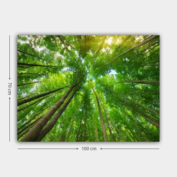 Lerretsbilde 70x100 cm - Utsikt over høye trær sett fra bakken, som strekker seg mot en klar himmel - Grønn / Brun - Interiør - Maleri & posters - Lerretsbilder