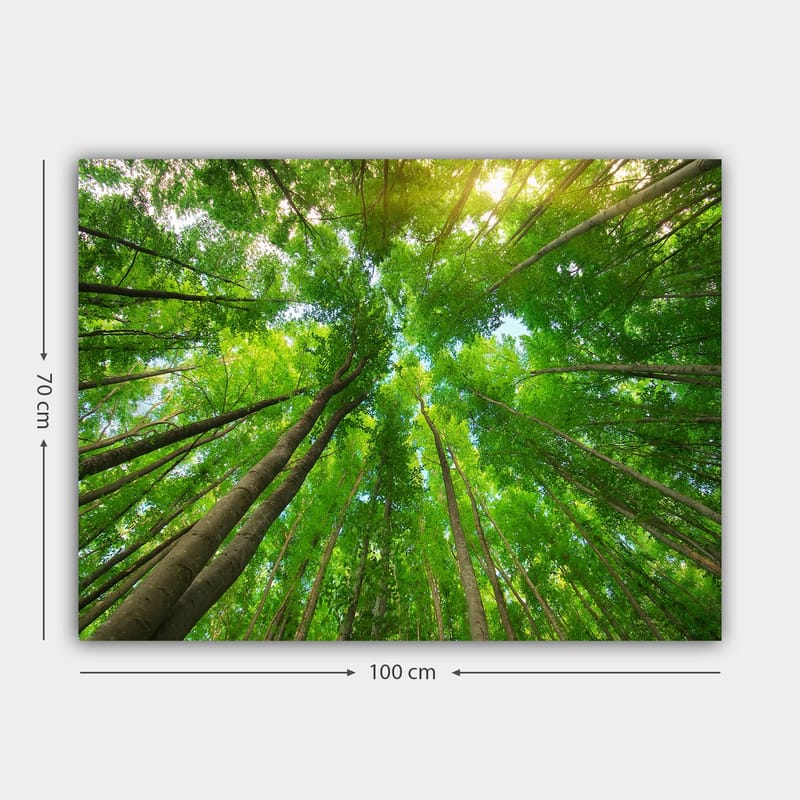 Lerretsbilde 70x100 cm - Utsikt over høye trær sett fra bakken, som strekker seg mot en klar himmel - Grønn / Brun - Interiør - Maleri & posters - Lerretsbilder
