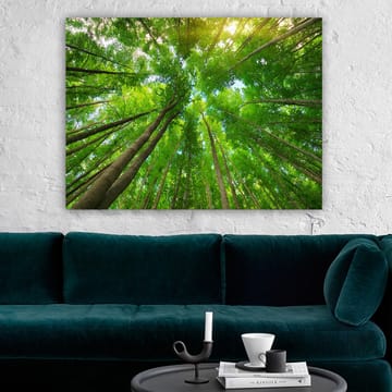 Lerretsbilde 70x100 cm - Utsikt over høye trær sett fra bakken, som strekker seg mot en klar himmel - Grønn / Brun - Interiør - Maleri & posters - Lerretsbilder