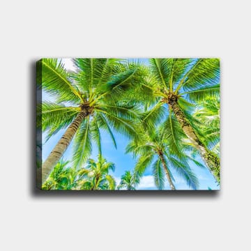 Lerretsbilde 70x100 cm - Utsikt over høye palmer som strekker seg mot en klar blå himmel - Grønn / Blå - Interiør - Maleri & posters - Lerretsbilder