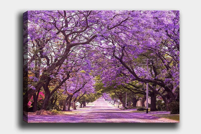 Lerretsbilde 70x100 cm - Vakker allé med lilla blomstrende trær som skaper en drømmeaktig atmosfære, Lilla / Grønn
