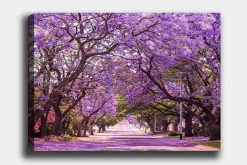 Lerretsbilde 70x100 cm - Vakker allé med lilla blomstrende trær som skaper en drømmeaktig atmosfære - Lilla / Grønn - Interiør - Maleri & posters - Lerretsbilder