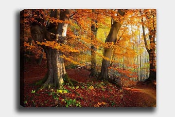 Lerretsbilde 70x100 cm - Vakker høstskog med fargerike trær og falne blader - Oransje / Rød / Brun - Interiør - Maleri & posters - Lerretsbilder