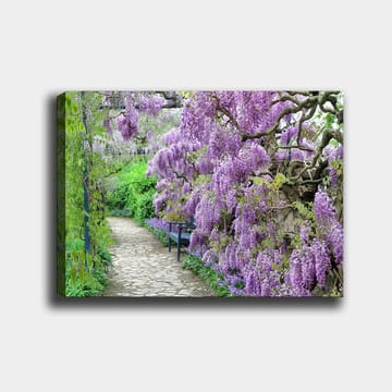 Lerretsbilde 70x100 cm - Vakker hage med blomstrende blåregn som skaper en romantisk og fredelig atmosfære - Lilla / Grønn - Interiør - Maleri & posters - Lerretsbilder