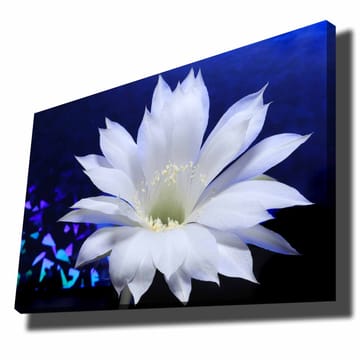 Lerretsbilde 70x100 cm - Vakker hvit kaktusblomst i fokus mot en dypblå bakgrunn - Hvit / Blå - Interiør - Maleri & posters - Lerretsbilder