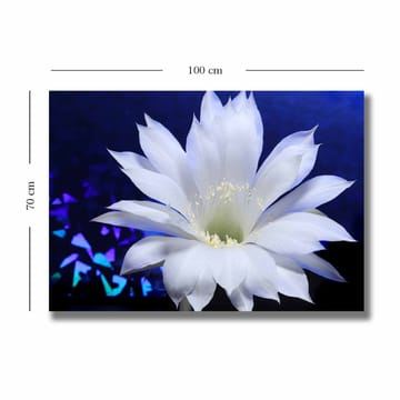 Lerretsbilde 70x100 cm - Vakker hvit kaktusblomst i fokus mot en dypblå bakgrunn - Hvit / Blå - Interiør - Maleri & posters - Lerretsbilder