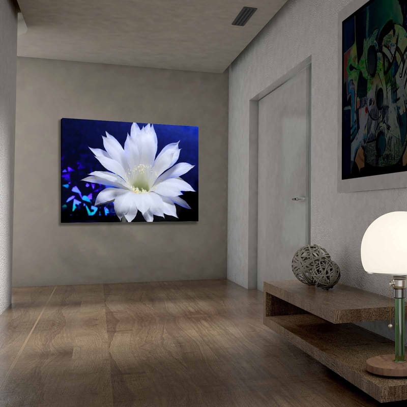 Lerretsbilde 70x100 cm - Vakker hvit kaktusblomst i fokus mot en dypblå bakgrunn - Hvit / Blå - Interiør - Maleri & posters - Lerretsbilder