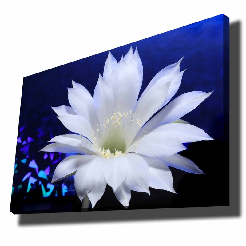 Lerretsbilde 70x100 cm - Vakker hvit kaktusblomst i fokus mot en dypblå bakgrunn, Hvit / Blå