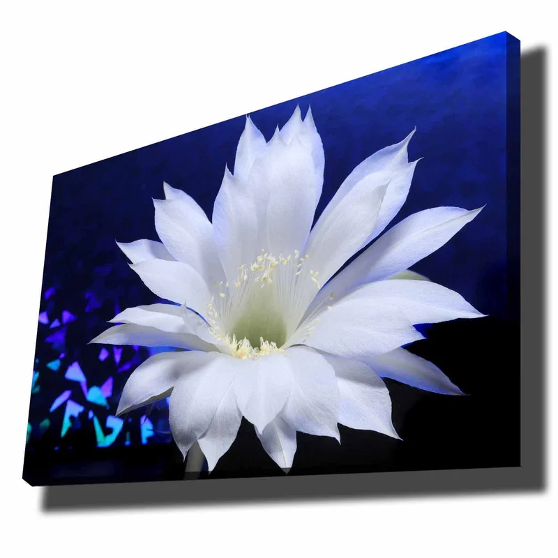 Lerretsbilde 70x100 cm - Vakker hvit kaktusblomst i fokus mot en dypblå bakgrunn, Hvit / Blå