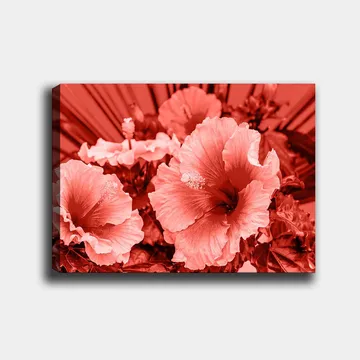 Lerretsbilde 70x100 cm - Vakker komposisjon av hibiskusblomster i forskjellige røde nyanser - Rød / Lys rosa - Interiør - Maleri & posters - Lerretsbilder