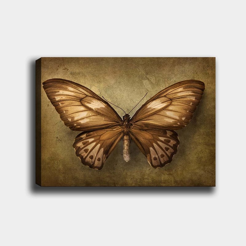 Lerretsbilde 70x100 cm - Vakker sommerfugl med detaljerte vinger i brune og beige nyanser, Brun / Beige