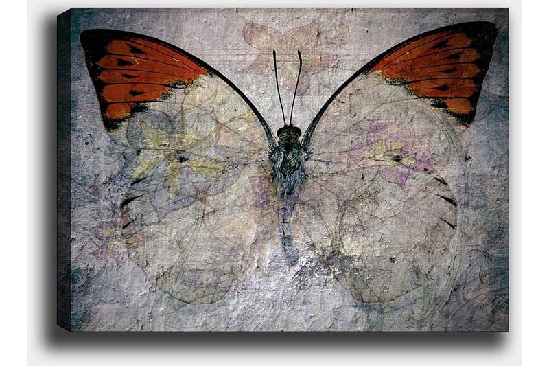 Lerretsbilde 70x100 cm - Vakker sommerfugl med oransje og hvite vinger som fremhever naturens skjønnhet - Oransje / Hvit / Grå - Interiør - Maleri & posters - Lerretsbilder