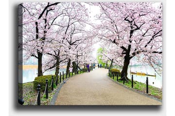 Lerretsbilde 70x100 cm - Vakker sti omkranset av kirsebærtrær i full blomst - Rosa / Grønn / Brun - Interiør - Maleri & posters - Lerretsbilder