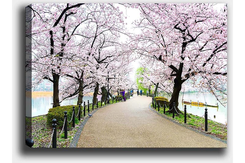 Lerretsbilde 70x100 cm - Vakker sti omkranset av kirsebærtrær i full blomst - Rosa / Grønn / Brun - Interiør - Maleri & posters - Lerretsbilder