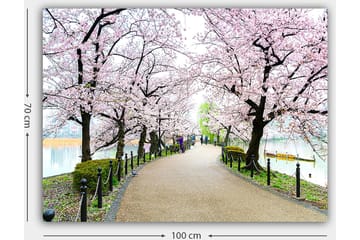Lerretsbilde 70x100 cm - Vakker sti omkranset av kirsebærtrær i full blomst - Rosa / Grønn / Brun - Interiør - Maleri & posters - Lerretsbilder