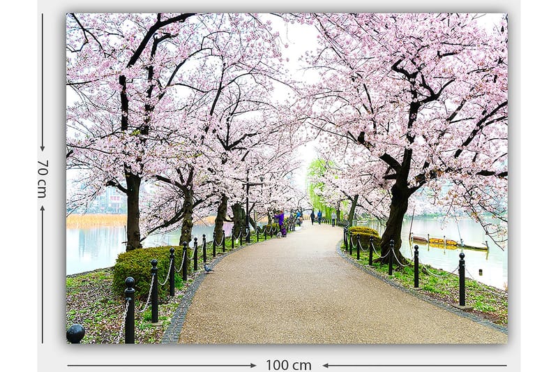 Lerretsbilde 70x100 cm - Vakker sti omkranset av kirsebærtrær i full blomst - Rosa / Grønn / Brun - Interiør - Maleri & posters - Lerretsbilder