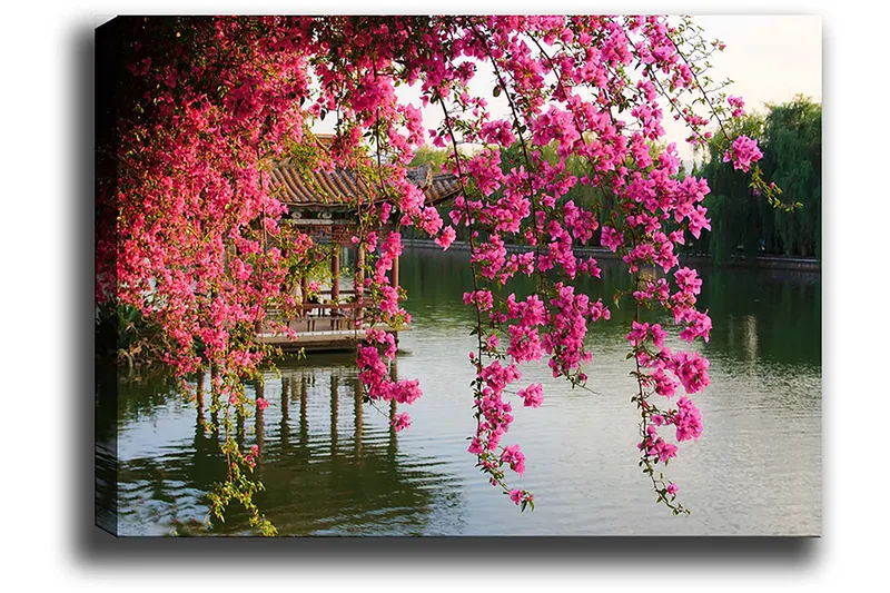 Lerretsbilde 70x100 cm - Vakker utsikt over blomstrende bougainvillea som henger over en rolig innsjø og en tradisjonell paviljong i bakgrunnen, Rosa / Grønn / Blågrå