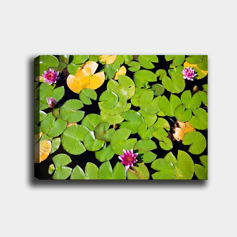 Lerretsbilde 70x100 cm - Vakker utsikt over vannliljer som flyter på en speillignende vannoverflate omgitt av grønne vannliljeblader - Grønn / Rosa / Gul - Interiør - Maleri & posters - Lerretsbilder