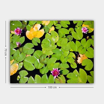Lerretsbilde 70x100 cm - Vakker utsikt over vannliljer som flyter på en speillignende vannoverflate omgitt av grønne vannliljeblader - Grønn / Rosa / Gul - Interiør - Maleri & posters - Lerretsbilder