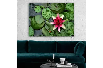 Lerretsbilde 70x100 cm - Vakker vannlilje som blomstrer på en overflate av grønne vannliljeblader - Grønn / Rosa / Hvit - Interiør - Maleri & posters - Lerretsbilder