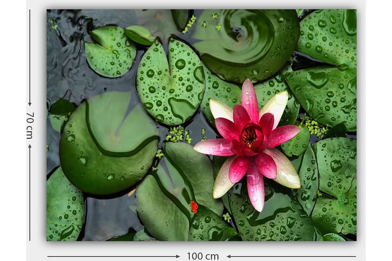 Lerretsbilde 70x100 cm - Vakker vannlilje som blomstrer på en overflate av grønne vannliljeblader - Grønn / Rosa / Hvit - Interiør - Maleri & posters - Lerretsbilder