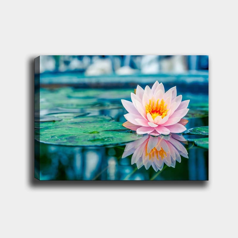 Lerretsbilde 70x100 cm - Vakker vannlilje som flyter på en rolig innsjø med grønne vannliljeblader - Rosa / Grønn / Gul - Interiør - Maleri & posters - Lerretsbilder