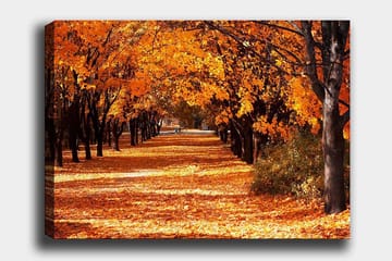 Lerretsbilde 70x100 cm - Vakkert høstmotiv med trær i sterke oransje og gule nyanser som skaper en innbydende gangvei dekket av falne blader - Oransje / Gul / Brun - Interiør - Maleri & posters - Lerretsbilder