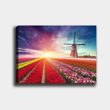 Lerretsbilde 70x100 cm - Vakkert landskapsmaleri med tulipanåkre i forskjellige farger og en vindmølle i bakgrunnen - Rød / Lilla / Gul - Interiør - Maleri & posters - Lerretsbilder