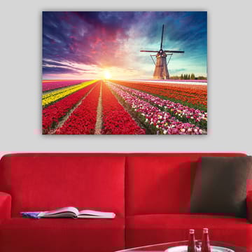 Lerretsbilde 70x100 cm - Vakkert landskapsmaleri med tulipanåkre i forskjellige farger og en vindmølle i bakgrunnen - Rød / Lilla / Gul - Interiør - Maleri & posters - Lerretsbilder