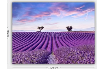 Lerretsbilde 70x100 cm - Vakkert lavendelfelt med myke, bølgete rader av lavendelblomster under en klar himmel - Lilla / Grønn / Blå - Interiør - Maleri & posters - Lerretsbilder