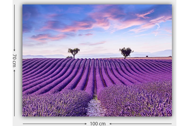 Lerretsbilde 70x100 cm - Vakkert lavendelfelt med myke, bølgete rader av lavendelblomster under en klar himmel - Lilla / Grønn / Blå - Interiør - Maleri & posters - Lerretsbilder