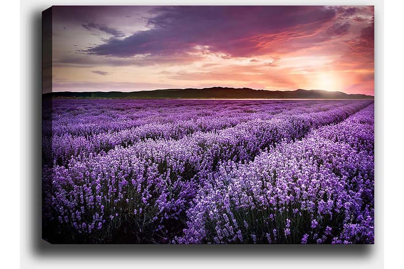 Lerretsbilde 70x100 cm - Vakkert lavendelfelt under en fargerik solnedgang - Lilla / Mørkegrønn / Oransje - Interiør - Maleri & posters - Lerretsbilder