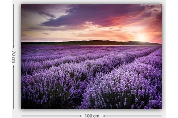 Lerretsbilde 70x100 cm - Vakkert lavendelfelt under en fargerik solnedgang - Lilla / Mørkegrønn / Oransje - Interiør - Maleri & posters - Lerretsbilder