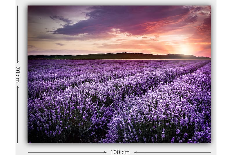 Lerretsbilde 70x100 cm - Vakkert lavendelfelt under en fargerik solnedgang - Lilla / Mørkegrønn / Oransje - Interiør - Maleri & posters - Lerretsbilder
