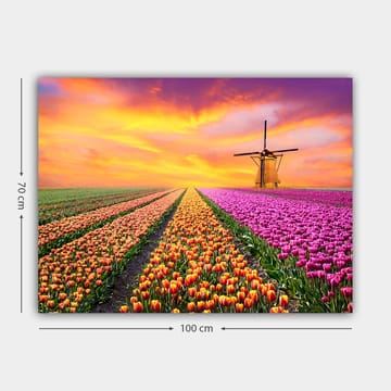 Lerretsbilde 70x100 cm - Vakkert tulipanfelt med en tradisjonell vindmølle i solnedgangens lys - Lilla / Oransje / Grønn - Interiør - Maleri & posters - Lerretsbilder
