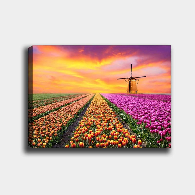 Lerretsbilde 70x100 cm - Vakkert tulipanfelt med en tradisjonell vindmølle i solnedgangens lys, Lilla / Oransje / Grønn