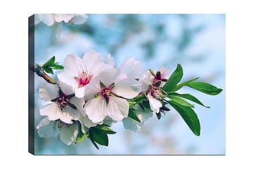 Lerretsbilde 70x100 cm - Vakre kirsebærblomster i full blomst på en gren - Hvit / Grønn / Rosa - Interiør - Maleri & posters - Lerretsbilder