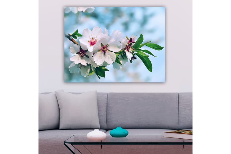 Lerretsbilde 70x100 cm - Vakre kirsebærblomster i full blomst på en gren - Hvit / Grønn / Rosa - Interiør - Maleri & posters - Lerretsbilder