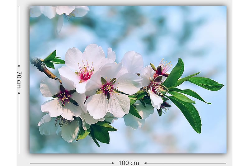 Lerretsbilde 70x100 cm - Vakre kirsebærblomster i full blomst på en gren - Hvit / Grønn / Rosa - Interiør - Maleri & posters - Lerretsbilder