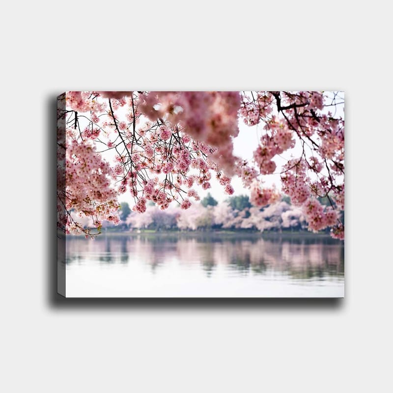 Lerretsbilde 70x100 cm - Vakre kirsebærblomster som flyter over en speilblank innsjø, Lys rosa / Mørk rosa / Grønn