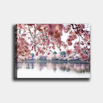 Lerretsbilde 70x100 cm - Vakre kirsebærblomster som flyter over en speilblank innsjø - Lys rosa / Mørk rosa / Grønn - Interiør - Maleri & posters - Lerretsbilder