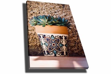 Lerretsbilde 70x100 cm - Potte med sukkulenter i dekorativt design - Grønn / Terrakotta / Svart - Interiør - Maleri & posters - Lerretsbilder