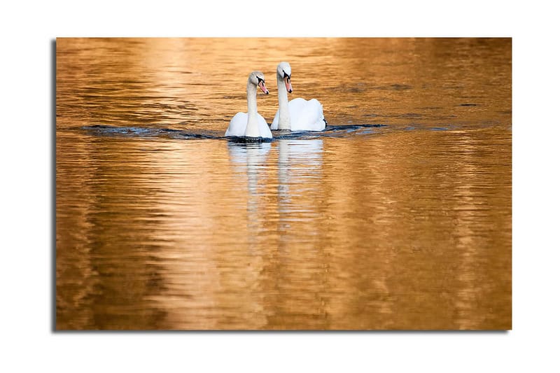 Lerretsbilde 70x45 cm - To svaner som svømmer i speilblanke, gylne vannflater - Hvit / Gull / Blå - Interiør - Maleri & posters - Lerretsbilder