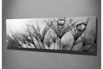 Lerretsbilde 80x30 cm - Svart-hvitt bilde av vanndråper på fjær - Svart / Hvit / Grå - Interiør - Maleri & posters - Lerretsbilder