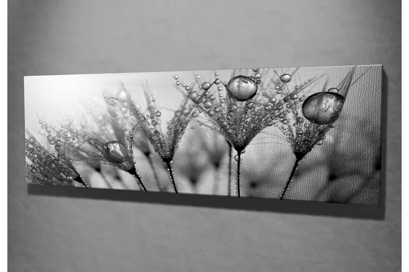 Lerretsbilde 80x30 cm - Svart-hvitt bilde av vanndråper på fjær - Svart / Hvit / Grå - Interiør - Maleri & posters - Lerretsbilder
