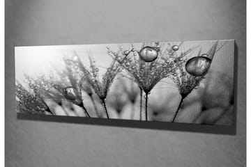 Lerretsbilde 80x30 cm - Svart-hvitt bilde av vanndråper på fjær - Svart / Hvit / Grå - Interiør - Maleri & posters - Lerretsbilder